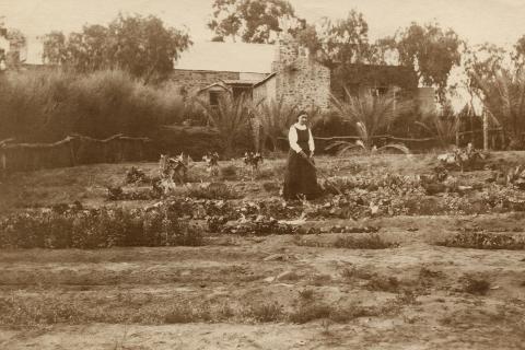 Hermannsburg garden with woman tending rows of vegetables