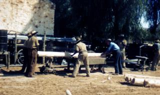 Cutting desert oak for the building of the tannery