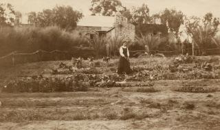 Hermannsburg garden with woman tending rows of vegetables