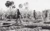 Two Aboriginal workmen in the vegetable gardens